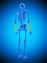 The skeletal lower arms Royalty Free Stock Photo