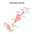 Skeletal Muscle anatomy. structure Royalty Free Stock Photo