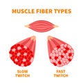 Slow twitch and fast twitch muscle fiber types illustration