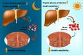 Skeletal muscle and liver metabolism for the regulation of systems glucose homeostasis