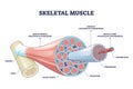 Skeletal muscle structure with anatomical inner layers outline diagram Royalty Free Stock Photo