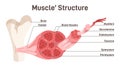 Skeletal muscle structure. Didactic scheme of anatomy of human Royalty Free Stock Photo