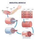 Skeletal muscle structure layers with anatomical closeups outline diagram