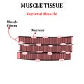 Skeletal Muscle Tissue with Descriptions