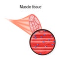 Skeletal muscle. Tissue and fiber