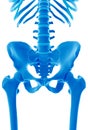 The skeletal pelvis