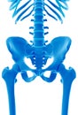 The skeletal pelvis Royalty Free Stock Photo