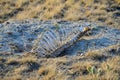 Skeletal remains of a large mammal in the desert