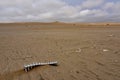 A skeleton in the Namib