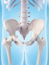 The skeletal sacrum Royalty Free Stock Photo