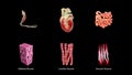 Skeletal, Smooth and Cardiac Muscle diagram or Types of muscles Royalty Free Stock Photo
