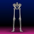 A skeletal structure of human legs and pelvis is displayed against a gradient background transitioning from blue to pink. Royalty Free Stock Photo