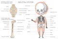 Skeletal system. Biology education banner for kids. Royalty Free Stock Photo