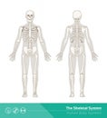 The skeletal system