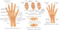 Skeletal System Phalanges