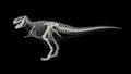 Skeletal system of Tyrannosaurus rex, side view Royalty Free Stock Photo
