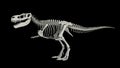 Skeletal system of Tyrannosaurus rex, side view Royalty Free Stock Photo