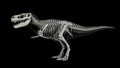 Skeletal system of Tyrannosaurus rex, side view Royalty Free Stock Photo