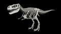 Skeletal system of Tyrannosaurus rex, side view Royalty Free Stock Photo