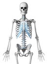 Skeletal thorax Royalty Free Stock Photo