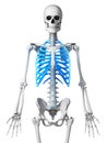 Skeletal thorax Royalty Free Stock Photo
