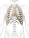 Skeletal thorax Royalty Free Stock Photo