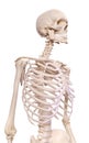 The skeletal thorax Royalty Free Stock Photo