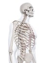 The skeletal thorax Royalty Free Stock Photo