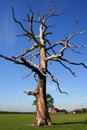Skeletal Tree
