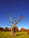 Skeletal tree in the autumn
