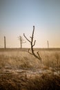 Skeletal tree at dawn in Foulshaw Moss