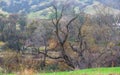 Skeletal Tree with a Twisty Imposing Presence