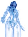 the skeletal upper body