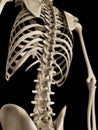 The skeletal upper body