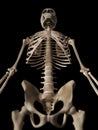 The skeletal upper body