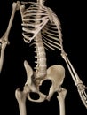 The skeletal upper body