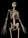 the skeletal upper body