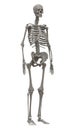 Skeleton