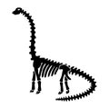 Vector dinosaur skeleton diplodocus. Royalty Free Stock Photo