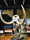 Skeleton of American Mastodon @ Australia National Museum Royalty Free Stock Photo