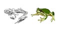 The skeleton of amphibians. Toad. Frog. Anatomy. Vector.