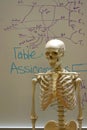 Skeleton in anatomy classroom