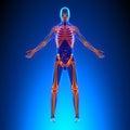 Skeleton Anatomy Pain concept - with Ciculatory System Royalty Free Stock Photo