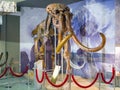 The skeleton of an ancient steppe mammoth. Exhibit of the paleontological museum.