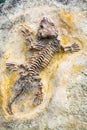Skeleton of animal fossil in stone Royalty Free Stock Photo