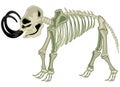 Skeleton animal mammoth on white background is insulated