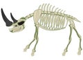 Skeleton animal rhinoceros on white background is insulated