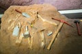Skeleton and archaeological tools around. Royalty Free Stock Photo