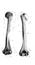 Skeleton of the arm region humerus on the left side in the old book D`Anatomie Chirurgicale, by B. Anger, 1869, Paris