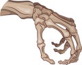 The skeleton arm